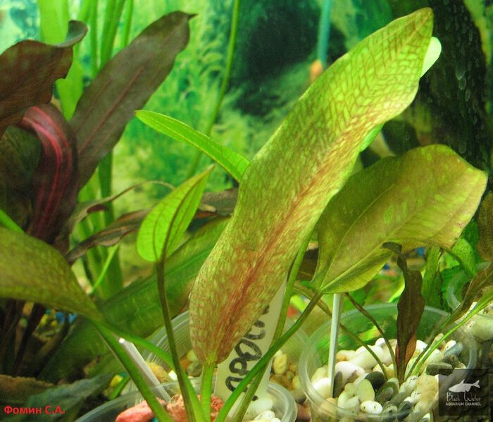 File:JAROSLAWEZ2.jpg