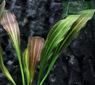 Echinodorus ToKali