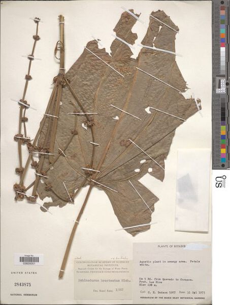 File:Bracteatus var. bracteatus3.jpg