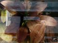 Thumbnail for version as of 09:22, 17 September 2021