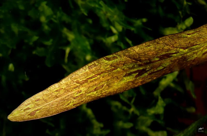 File:Prepinaki2.jpg