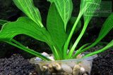 Echinodorus sp. Keryukeon Sao Miguel