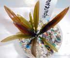 Echinodorus Iphigenia[1]