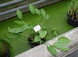 Echinodorus grandiflorus (Cham. & Schltr.) Micheli