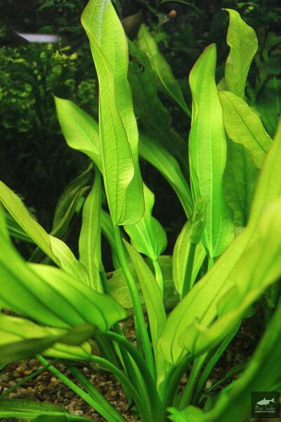 File:Pavlici3.jpg