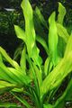 Echinodorus Pavlici