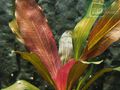 Thumbnail for version as of 19:48, 10 October 2021