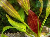 Echinodorus Fancy Twist