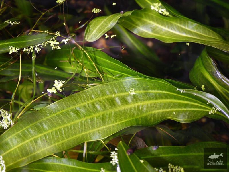 File:Chrysolite2.jpg