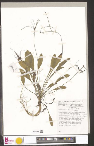 File:Pubescens (Mart. ex Schult.f.) Seub4.jpg