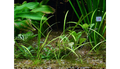 Thumbnail for version as of 10:00, 7 October 2022