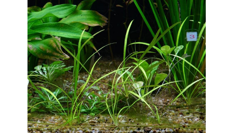 File:Bolivianum4.png