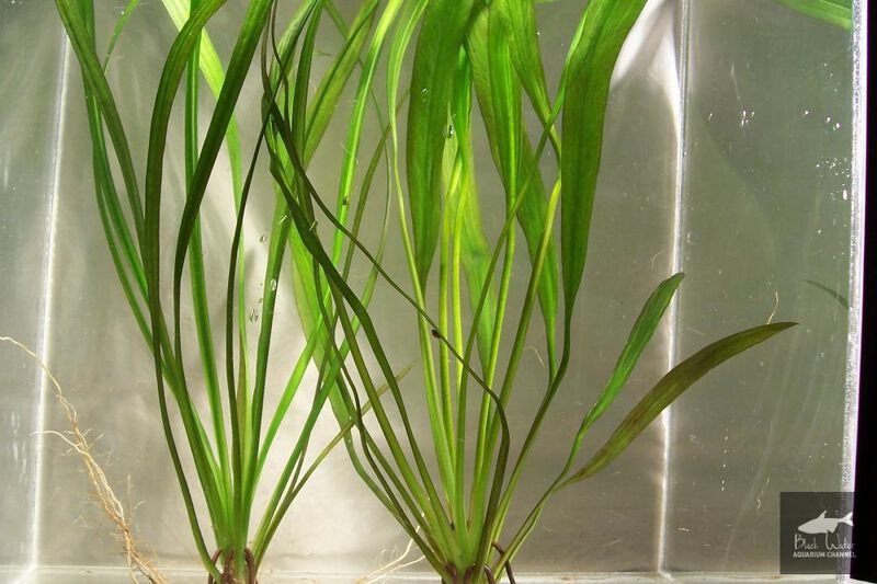 File:Decumbens1.jpg