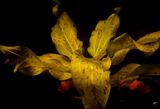 Echinodorus Canary