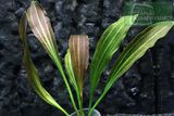 Echinodorus ToKali