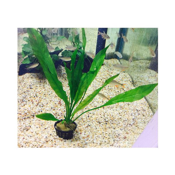 File:Echinodorus-Frilly.jpg